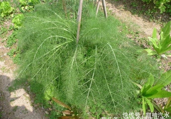 地里|提个醒:农村地里若遇见此野草,记得要采摘回家,作用非常大