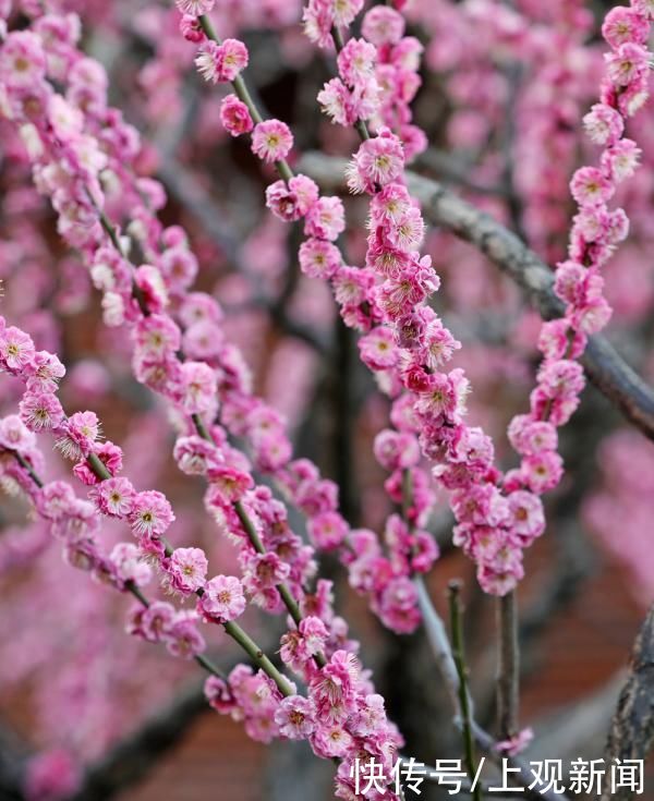 春花|申城春早，樱花渐入佳境，静安雕塑公园上演“梅樱争春”