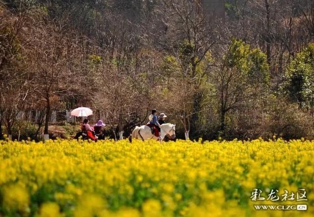 春天已“到货”！安宁万亩油菜花开啦|周末去哪儿 | 老年