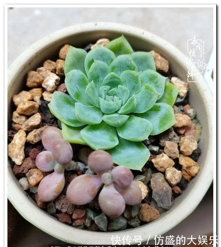 阳台上|养多肉,慢慢来,我们一起沉淀再绽放!