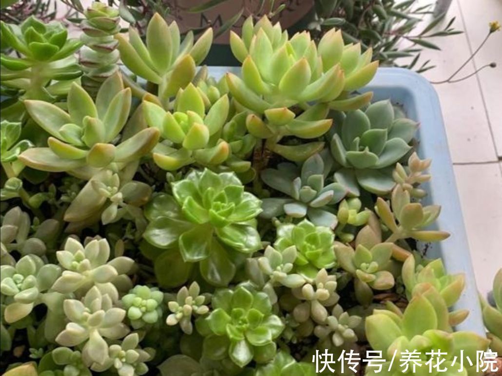 施肥|天凉了,给多肉做好3件事,让它变得绚丽多姿