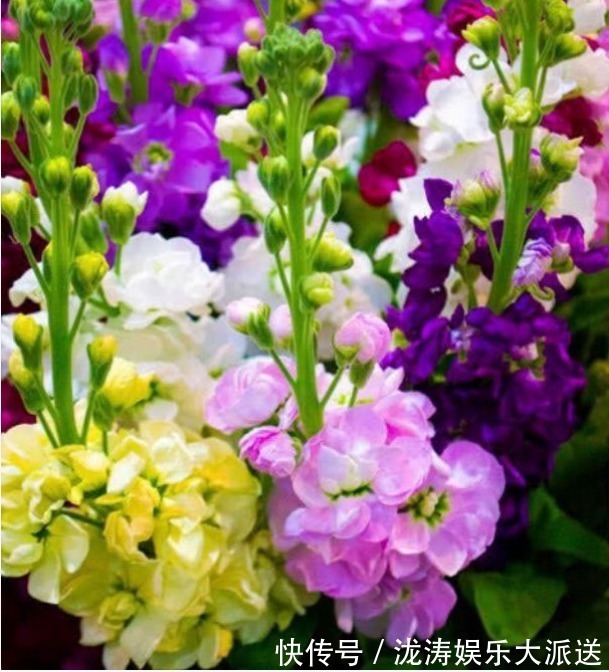 4种花“超漂亮”,个个美的出奇,花量大花期长,给点水就疯长!