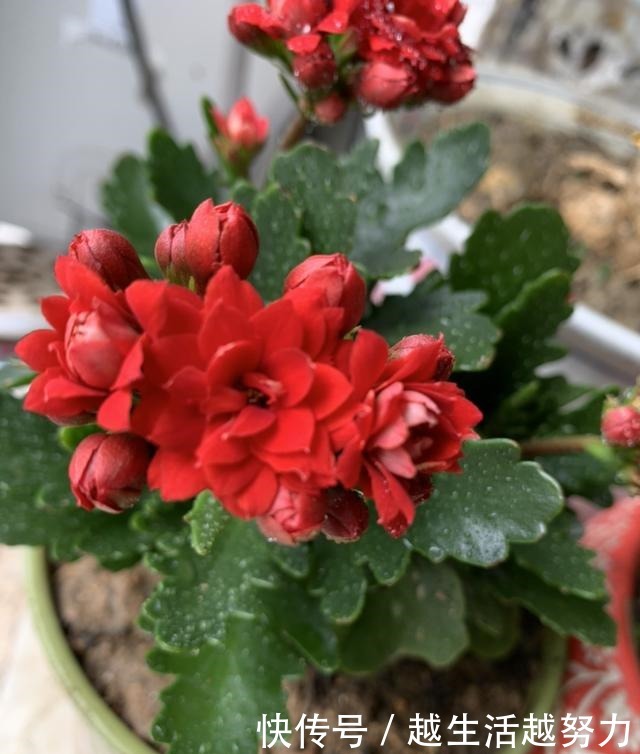 初春养花，这4点要注意，否则花熬过冬天，死在春天！