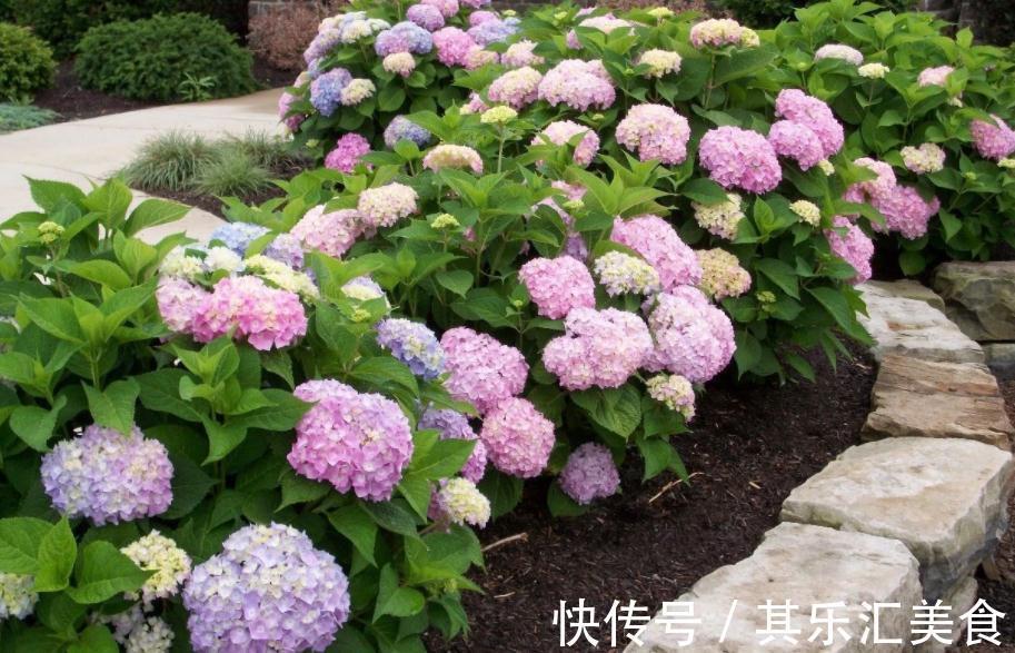 养殖绣球花,别再羡慕别人家花色丰富了,这么就能变色