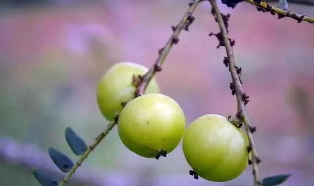 南方特有的4种水果,作为南方人也不认识,北方人连听都没听过