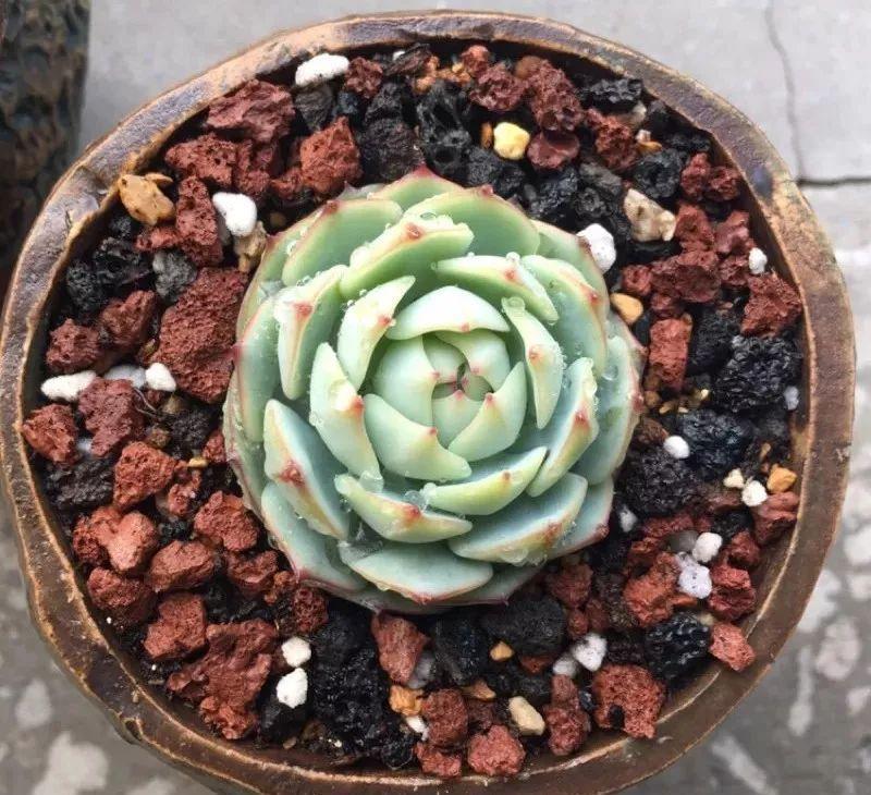 他家养的多肉盆栽，一棵能冒8个头，半年疯长100盆绿植