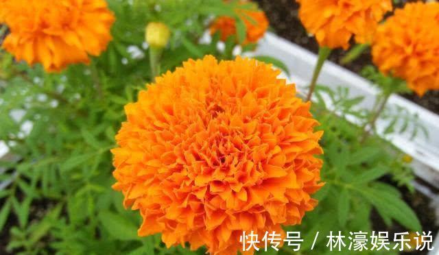 花蕊|喜欢菊花那就养盆“万寿菊”,金黄花蕊,青春阳光,美极了!