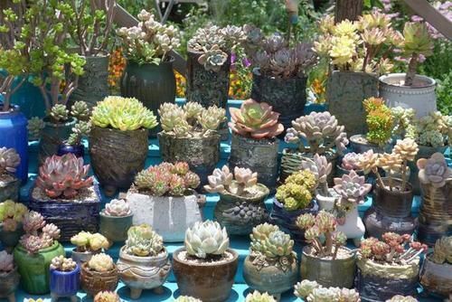 来自“童话里”的6款多肉,满满都是回忆,听名字就很想养上一盆