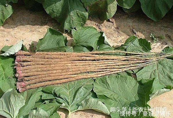 感冒灵|感冒别想着喝感冒灵,试试看农村这个野菜,效果更好