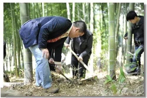 流出|挖冬笋的季节，祁门祖传《挖笋秘籍》流出……