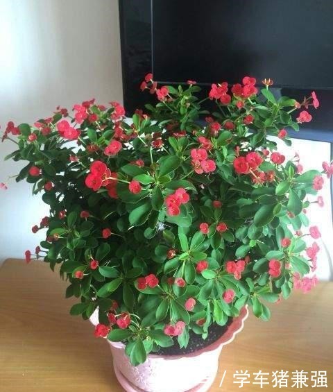 这12种花，花盆不宜贪“大”，用小盆种反而长势喜人！