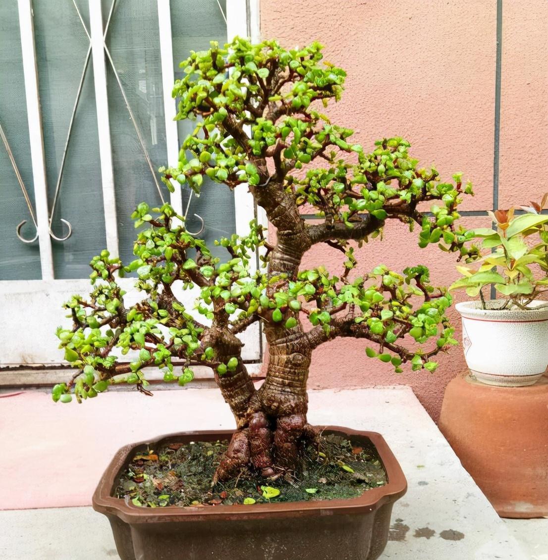 长寿花|天气冷，六种花要干养，少水多晒才健壮，养成老桩更旺家