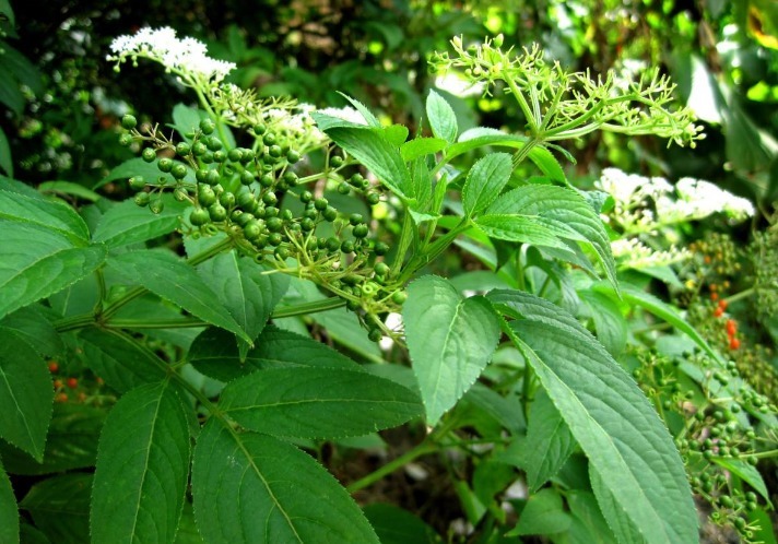 功效|农村大山常见的“野草”,是天赐民间润肺止咳的良方,胜过止咳药