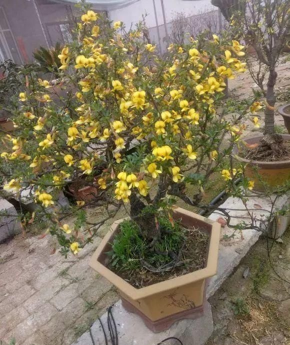 山里的1棵老树桩,挖出来种盆里,开花后,眼睛都看直了!