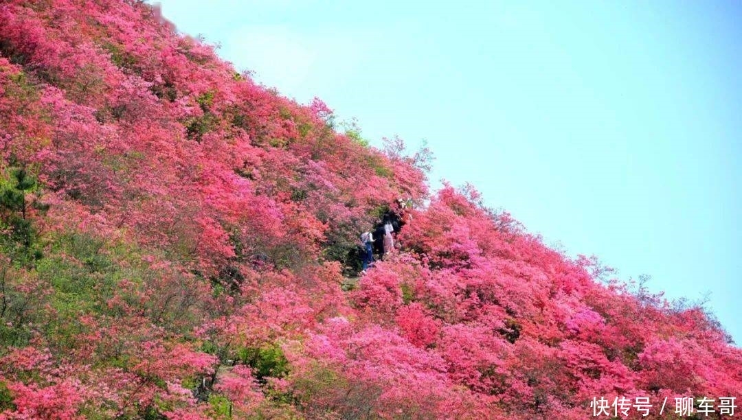 大别山最后一抹春色就在金寨摸云山