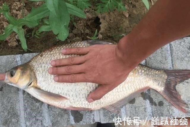 玉米这样用，让钓鱼效果翻倍，鲫鱼鲤鱼草鱼鳊鱼都爱吃，别错过