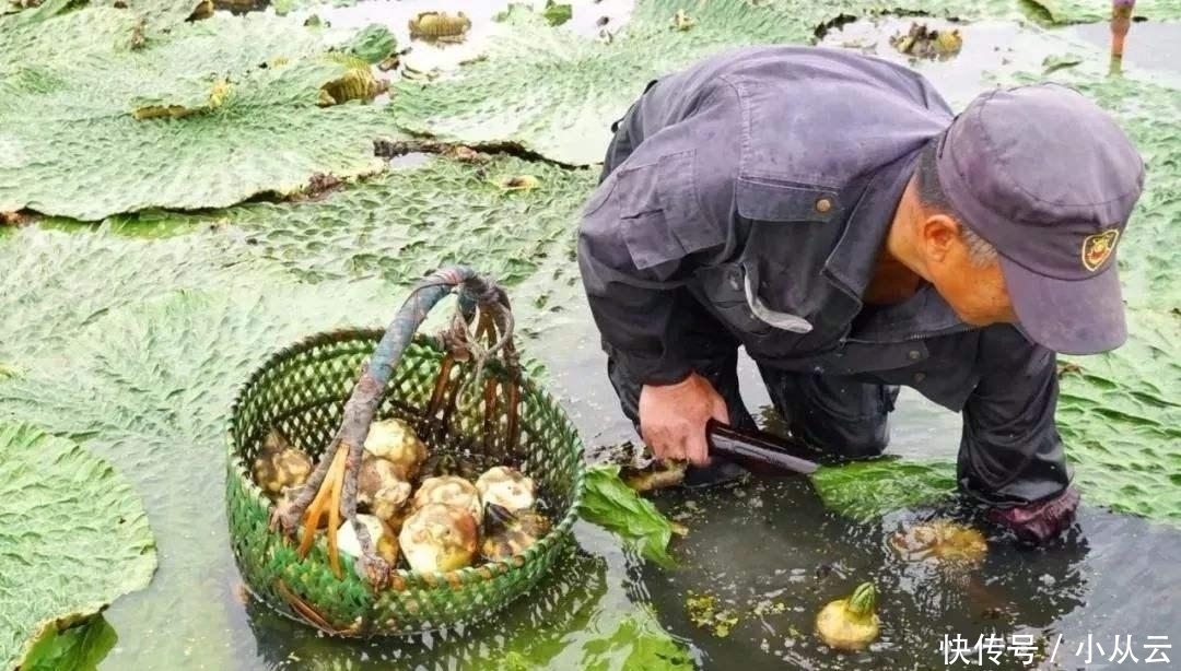 浑身是刺，人称“水中人参”，煲汤吃是一绝，9月正当季，别错过
