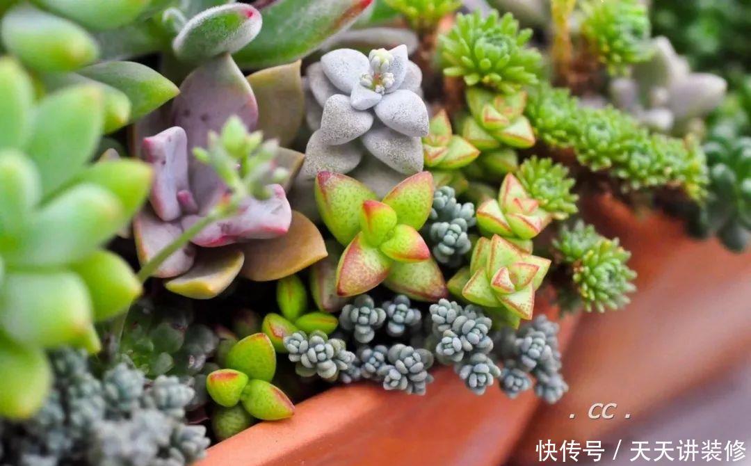 一个盆种了9种花,老妈非说养不好,差点被拔光