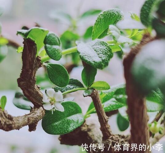 盘点一下今年被我养挂掉的花，品种不多，第6种现在还觉得很可惜