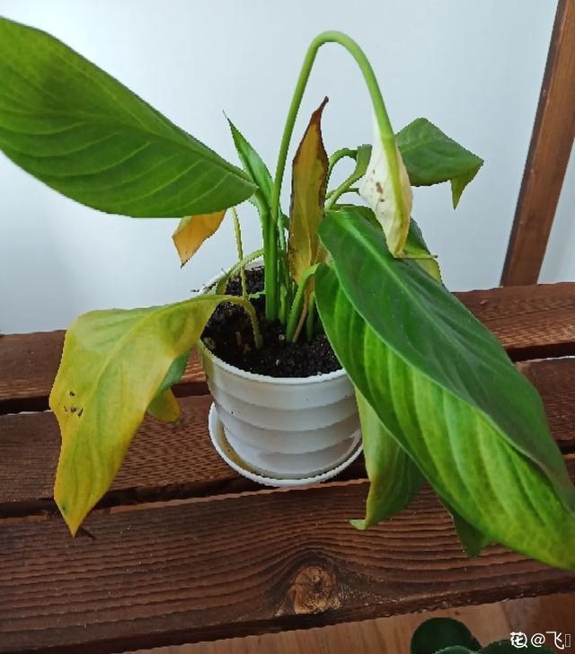 叶子|嫌花长的丑,趁现在砍头,满盆都是新叶子!