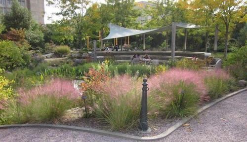 灿烂|又到了粉黛乱子草花开灿烂的时节,在院子就能种,花朵如云雾