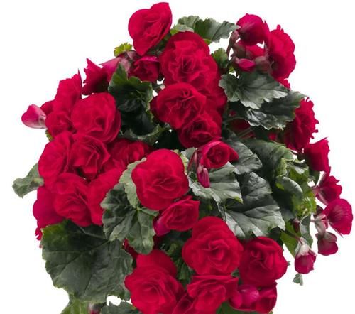 六种花一到夏天就怕闷怕潮湿，要多透风少浇水，不然易腐烂