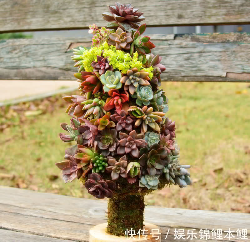 什么时候给多肉浇水合适?参考这3点,找出动手最佳时机