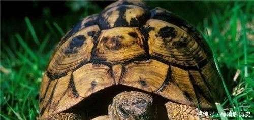 俗语:“千年的王八万年龟”,下一句才是精华,可惜十人九不知