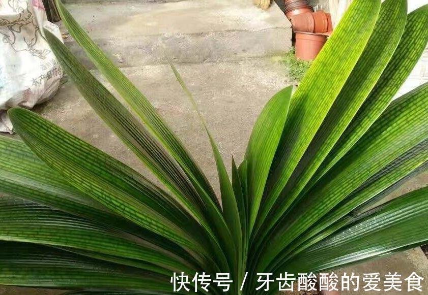 养4种花,浇水很关键,学会此样做,枝叶茂盛、开花爆盆