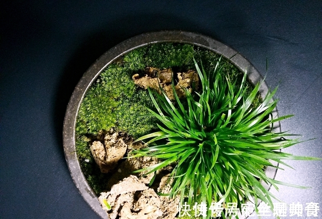 王象晋|李时珍:“益五脏,通九窍”,石菖蒲用处多,价值珍贵,别被偷走