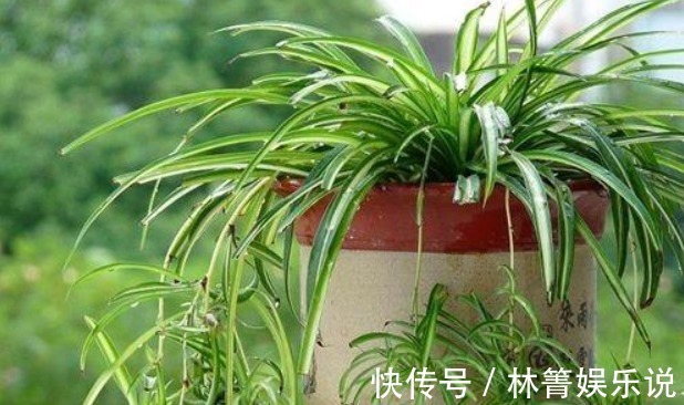 小吊兰|秋天吊兰怎么养教你这些小妙招,1盆轻松变多盆