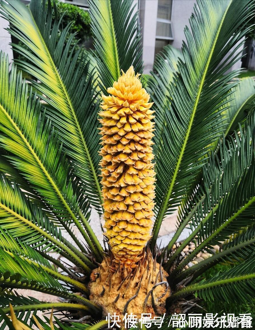 养花|3种霸气“吸毒”花,“镇宅旺财”,但是有毒,养花要知道