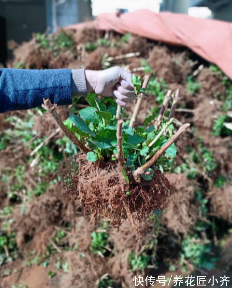 网上常见的4种花，要谨慎购买，虽然销量不低，但是都是“骗局”