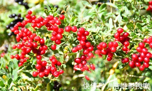 紫薯|女性不愿老太快，推荐常吃4种食物，排出毒素，预防子宫早衰