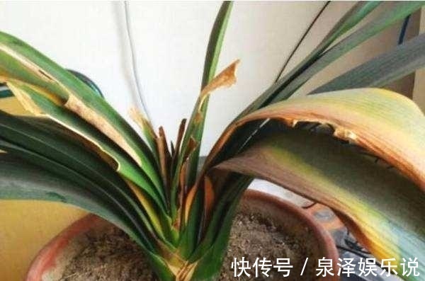 药水|君子兰“烂根”别扔了，1种药水泡一泡，20天生根，长得更旺