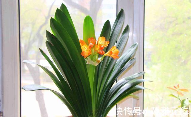 蹭蹭|这玩意1分钱不值，垫在花盆底，养啥花都旺，蹭蹭长爆盆