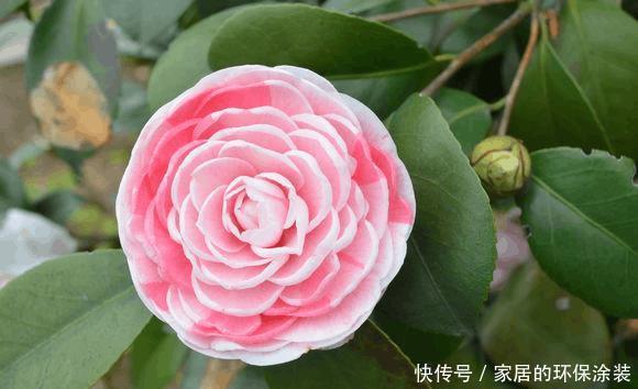 茶花安全过冬秘诀,今年明年都能呼呼开花