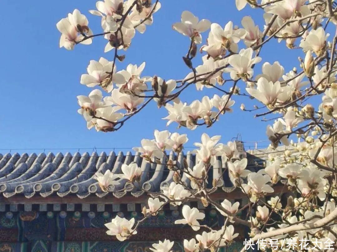 16种特长寿的植物，养十年以上，那都算年轻