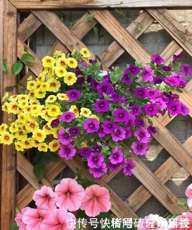 两个孩子的妈妈,利用空闲时间,在露台打造出一片花的海洋