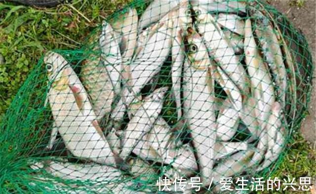 垂钓|气温越高,吃口越好的几种鱼,盛夏把这些鱼做目标,钓鱼很少扑空