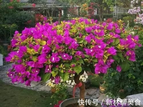 两种“促花水”，给三角梅、蟹爪兰用一勺，开花爆盆，又美又仙