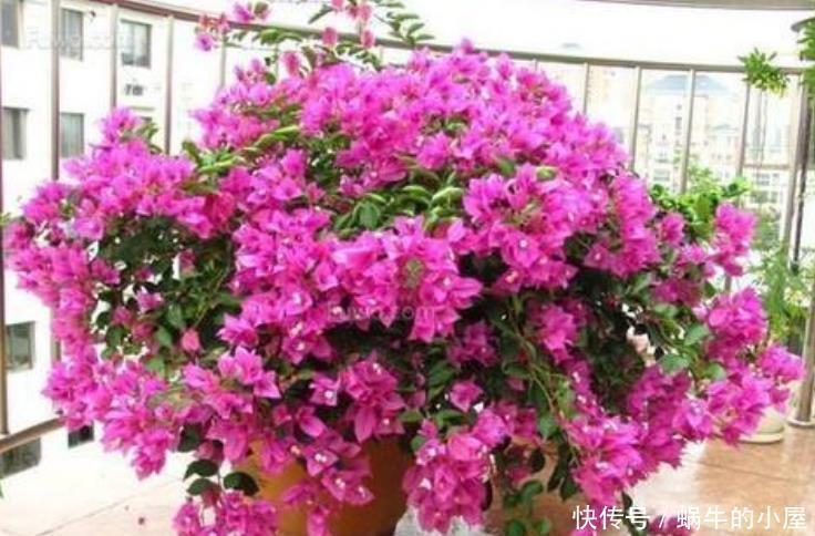 虎头茉莉|4种花最适合养家里,花期长、花量大,一养就爆盆,绚丽夺目