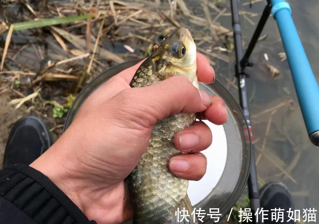 立冬之后这么钓鲫鱼,连杆、连杆,还是连杆