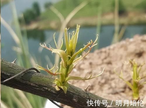 蓝妖|月季花发芽了却没叶子都怪土里这个物质太多