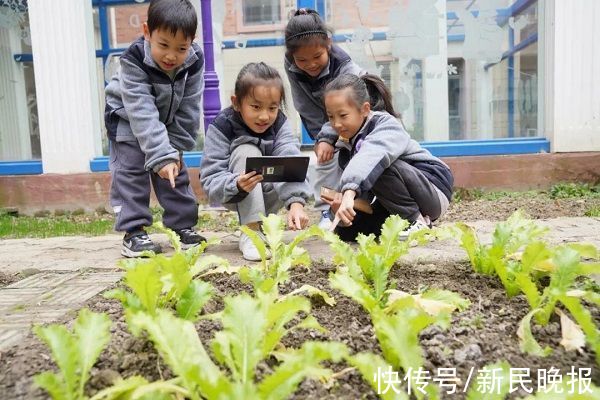 孩子们|申时校园看｜奉贤：“开心菜园”打开课后服务新天地