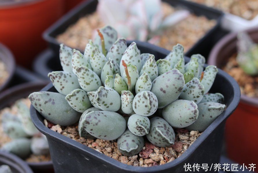 小苗|家庭养多肉，要记住这3点，这是成为多肉大户的“秘诀”