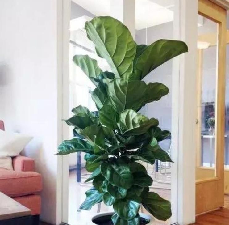 人养花,花也养人,4种花养家里,专吸甲醛、二手烟,快养起来吧