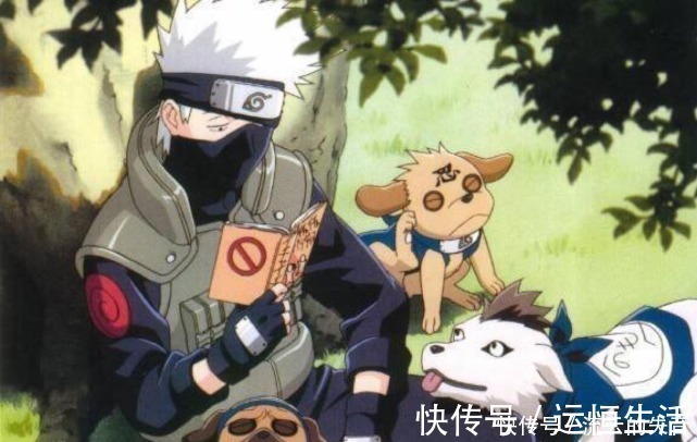 火影|火影卡卡西与忍犬相处的方式,小时候当坐骑,长大后成家人