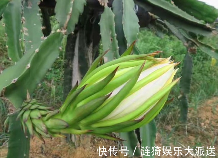 农村|农村以下几种野菜,美容养颜、健脾除湿,还能提高免疫力