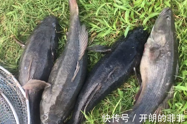 笋壳鱼,又一外来物种泛滥,个大肉多,但钓上来也没人吃